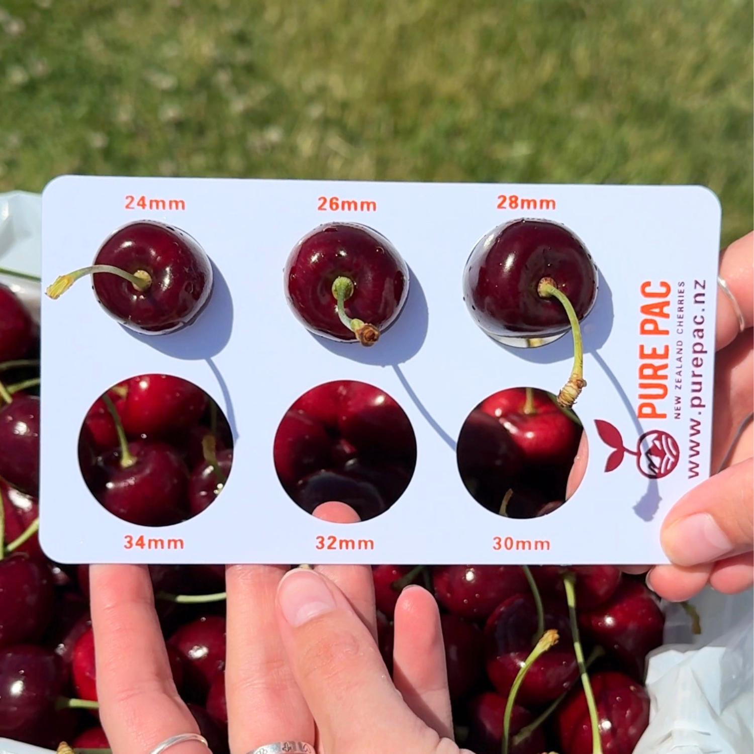 5kg Value Pack - Mixed Size Red Cherries – Pure Otago Cherries