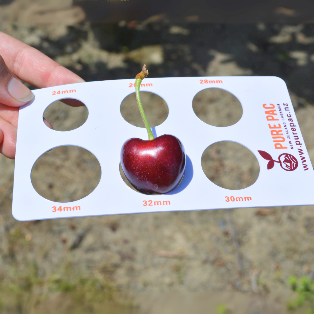32mm Red Cherry in Sizer, cherries red, otago cherries, pure otago cherries, red cherries, cherries for Christmas, 1kg cherry box, christmas cherries nz