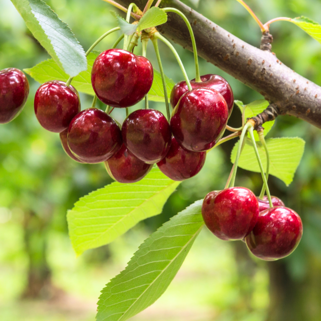 Large fresh cherries in a tree, cherries red, otago cherries, pure otago cherries, red cherries, cherries for Christmas, 1kg cherry box, christmas cherries nz