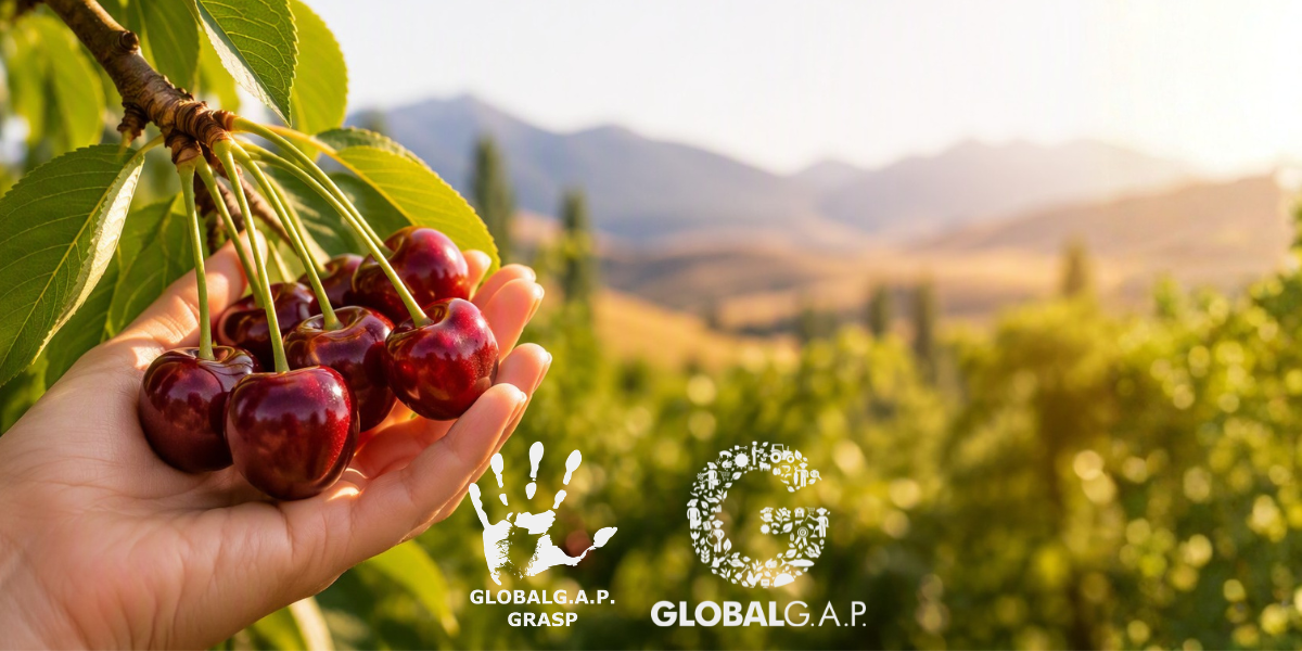 Are Our Cherries Organic? Understanding How We Grow