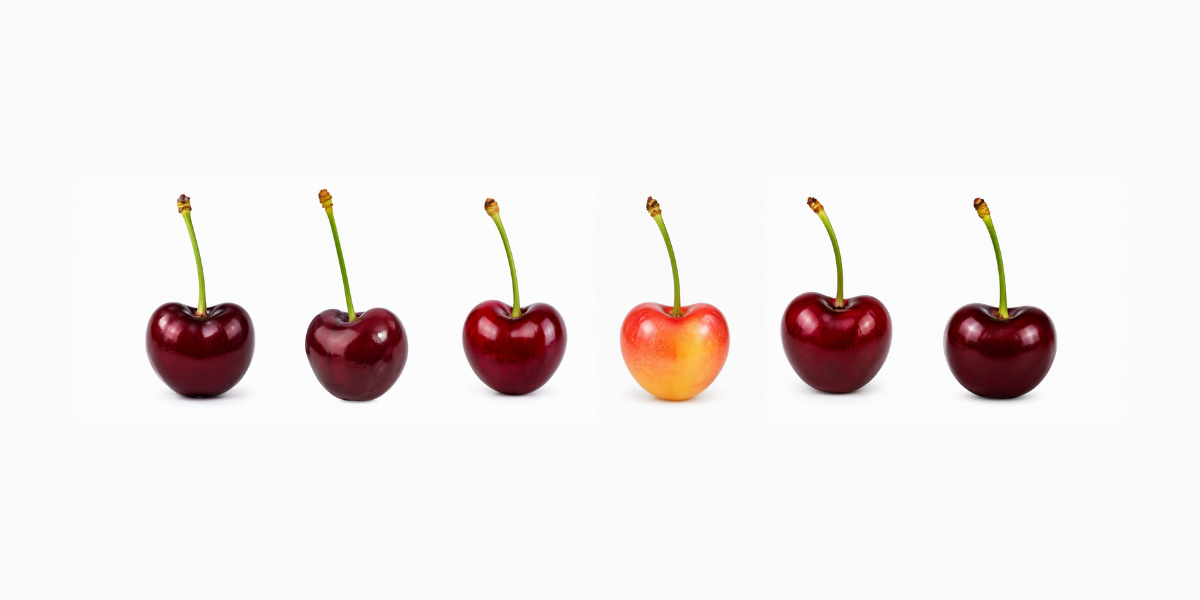 A Guide to New Zealand Cherry Varieties (and How to Know Which One You'll Get)