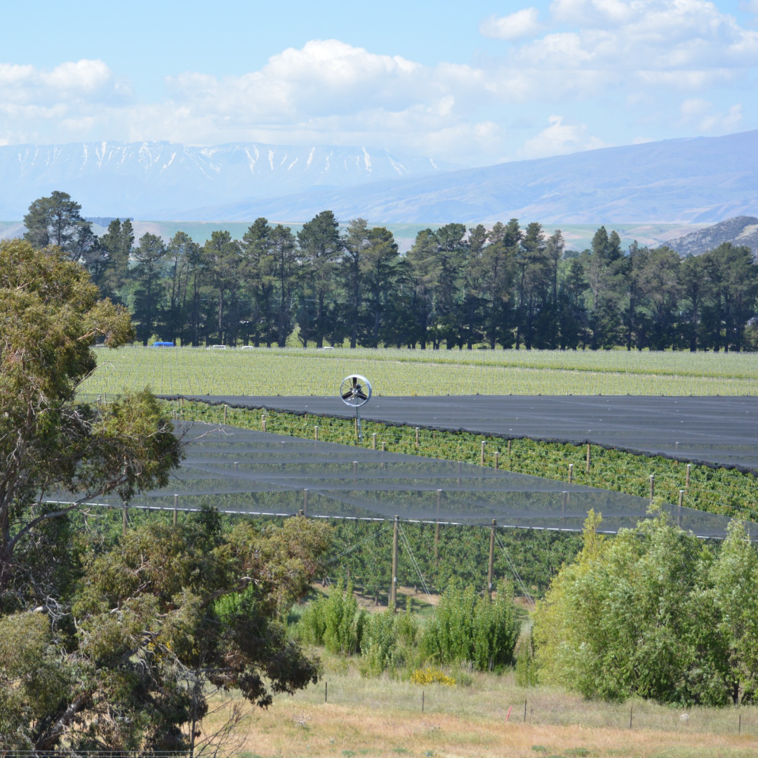 cherry orchard, cherry new zealand