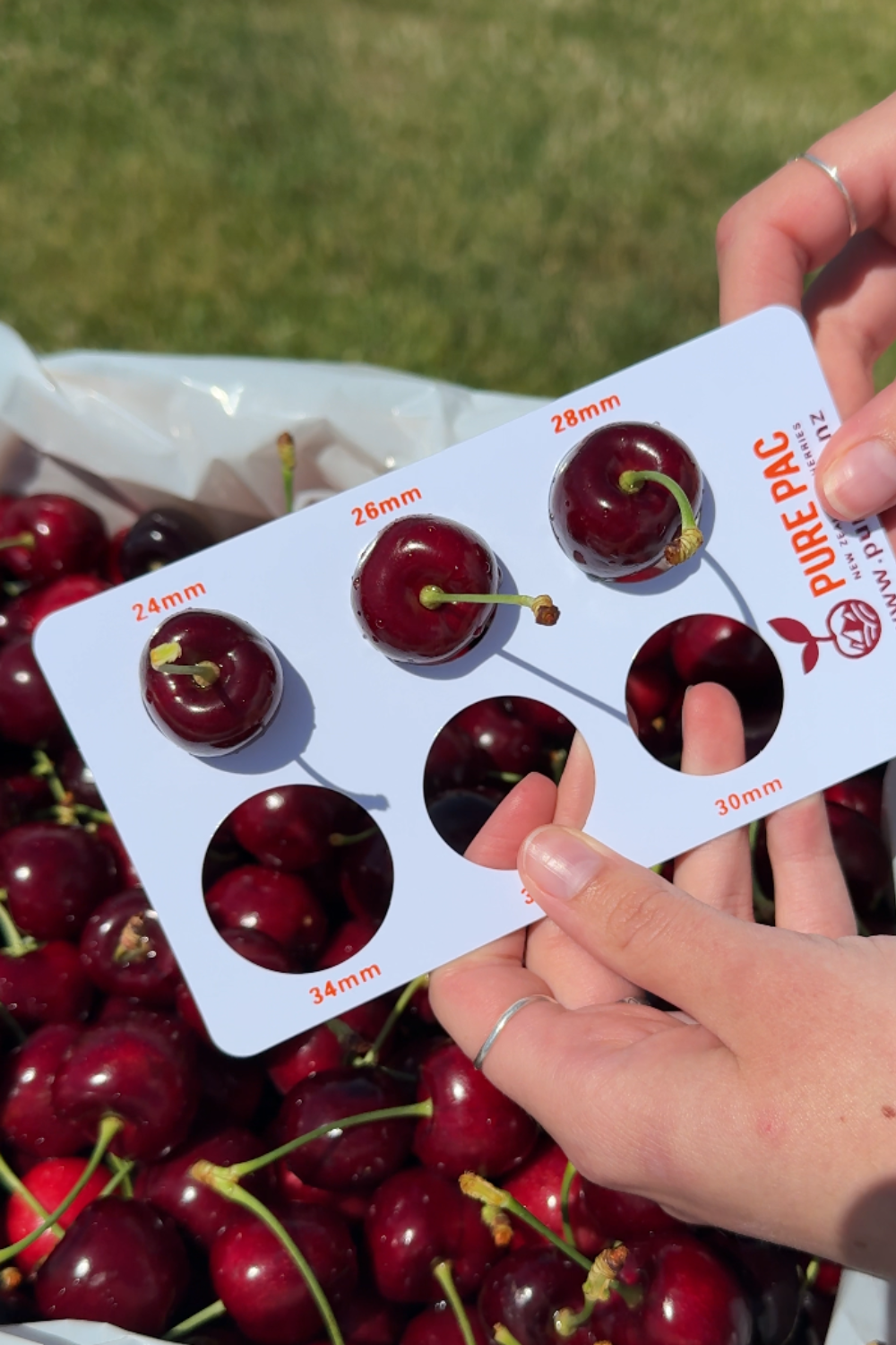 2kg red Pure Otago Direct cherries being unboxed