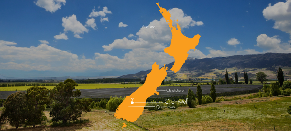  cherry orchard, cherry growers, cherries nz, nz cherries, cherries red, otago cherries, cherry Cromwell, Cromwell cherries, central otago cherries, cherries central otago, pure otago cherries, cherries Cromwell, red cherries, red cherry, fresh cherries nz, fresh cherries, cherry new zealand, new zealand cherry, central otago cherry, white and red cherries, red cherry fruit, fresh fruit cherries, christchurch, queenstown, auckland