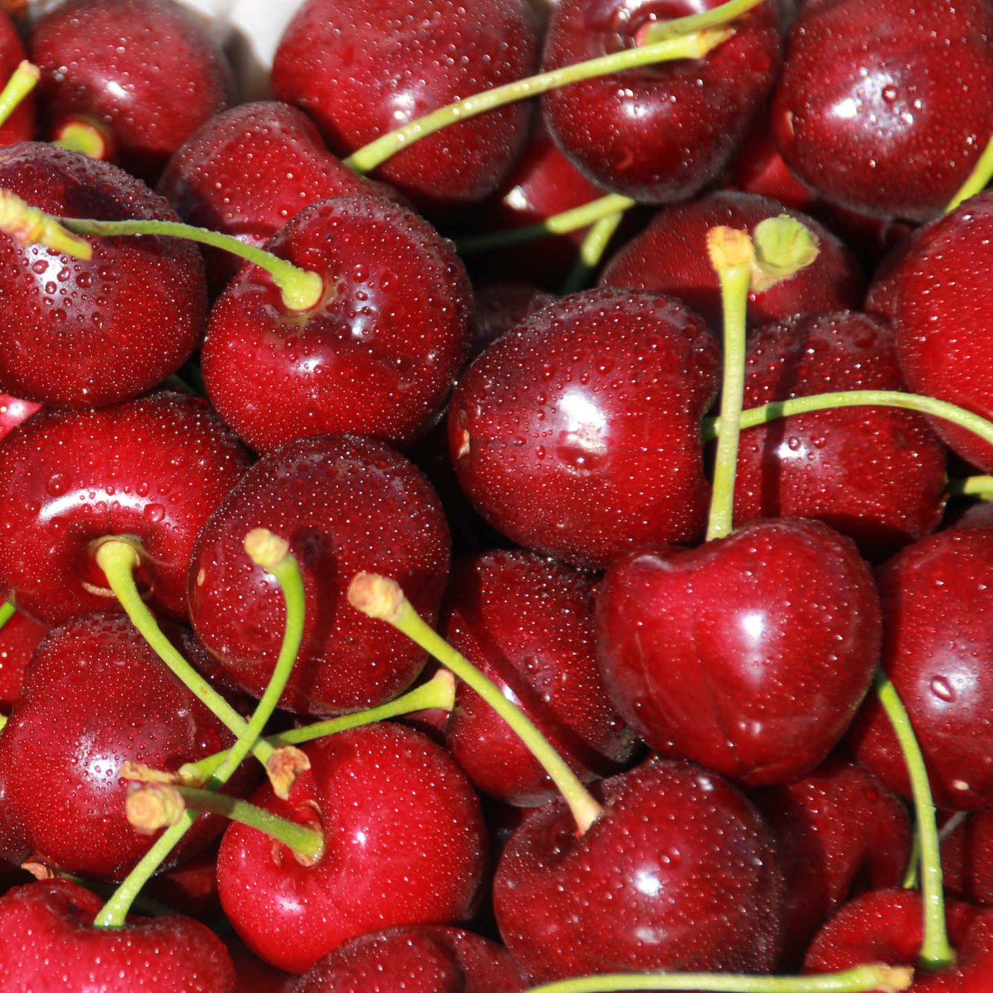 Close-up of red cherries with green stems. fresh central otago cherries grown in cromwell orchard, fresh central otago cherries grown in cromwell orchard, fresh central otago cherries grown in cromwell orchard