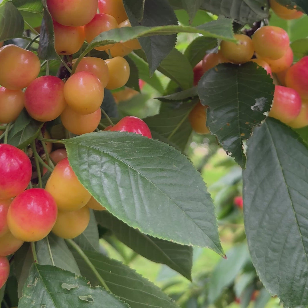1kg - White Cherries (limited)